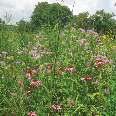 Mesic To Dry Native Pollinator Mix