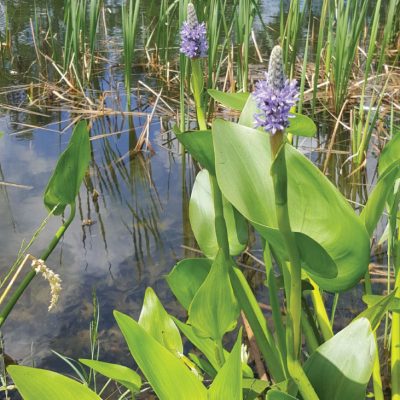 Blooming Pickerelweed