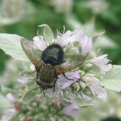 Tachinid Fly On Hoary Mountainmint