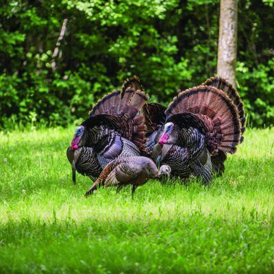 Wild turkeys