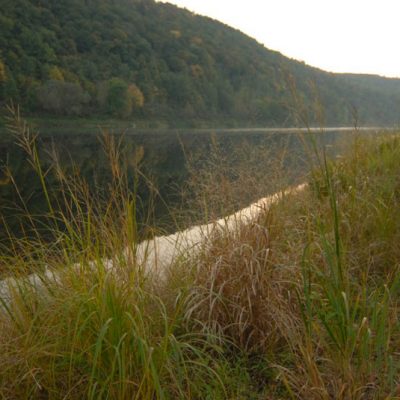 Grasses growing near Allegheny River