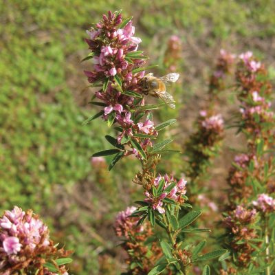 Attractive Flowers And Foliage