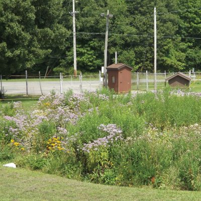 Mature Rain Garden