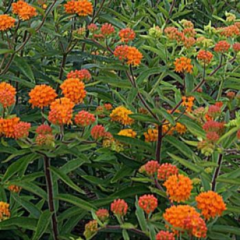 Blooming Milkweed
