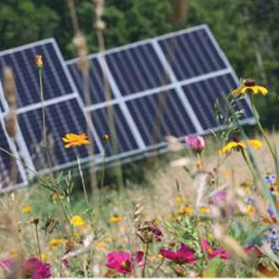 Solar power generation sites can be sources for pollinator habitat.