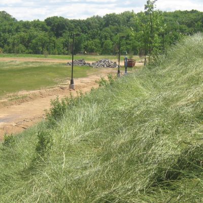 Stand Failure Caused By Excess Application Of Lolium Multiflorum